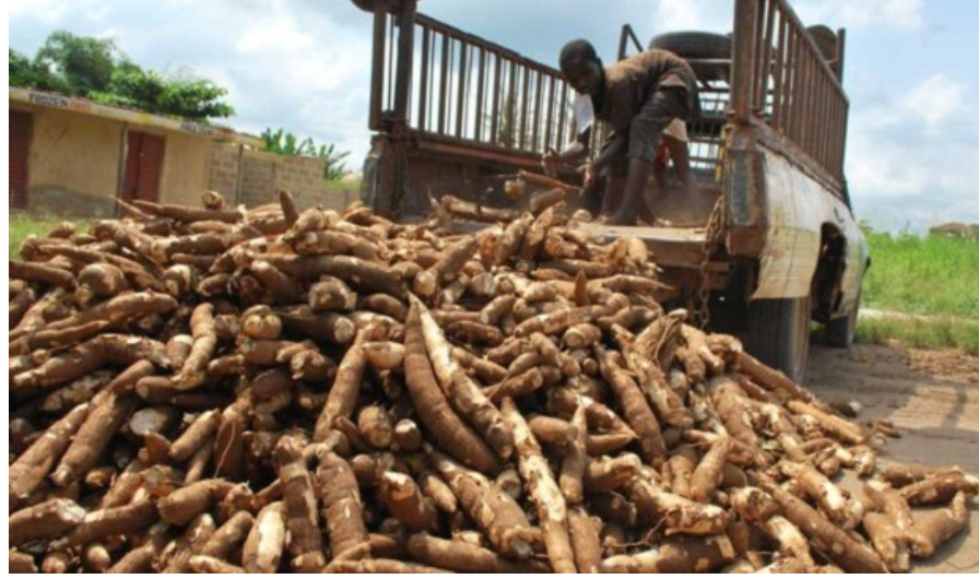 NNMDA to Train Five Million Youths in Cassava Farming